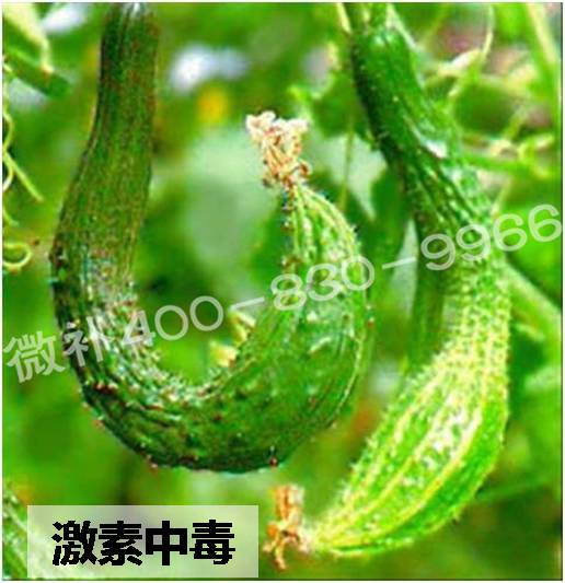 #微肥課堂#葉面肥含激素好嗎？