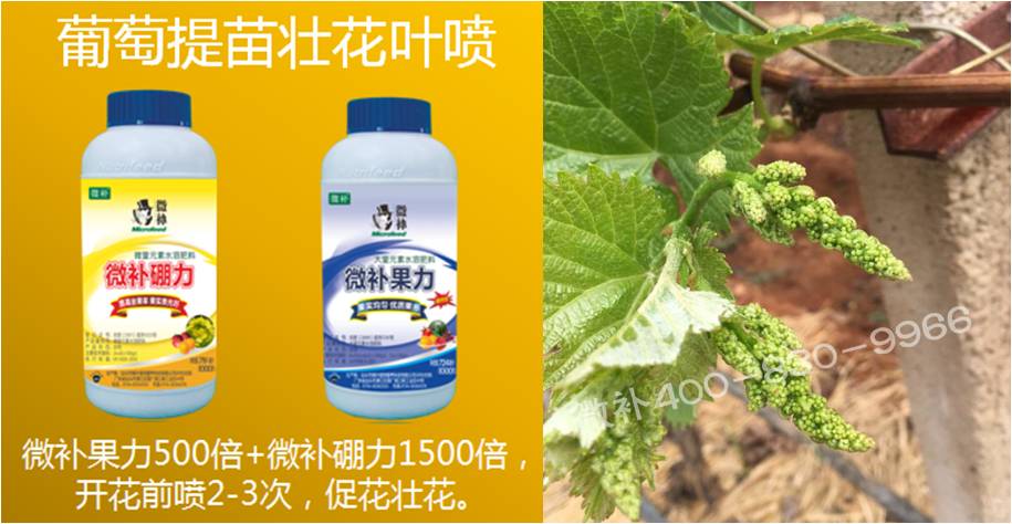 葡萄萌芽期如何預防倒春寒？