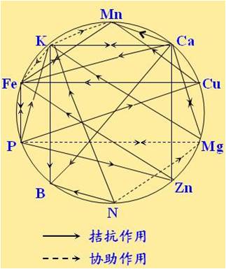 原料型鉀肥和鎂肥為什么會(huì )發(fā)生拮抗？