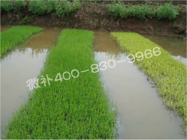 水稻黃秧、爛秧怎么辦？