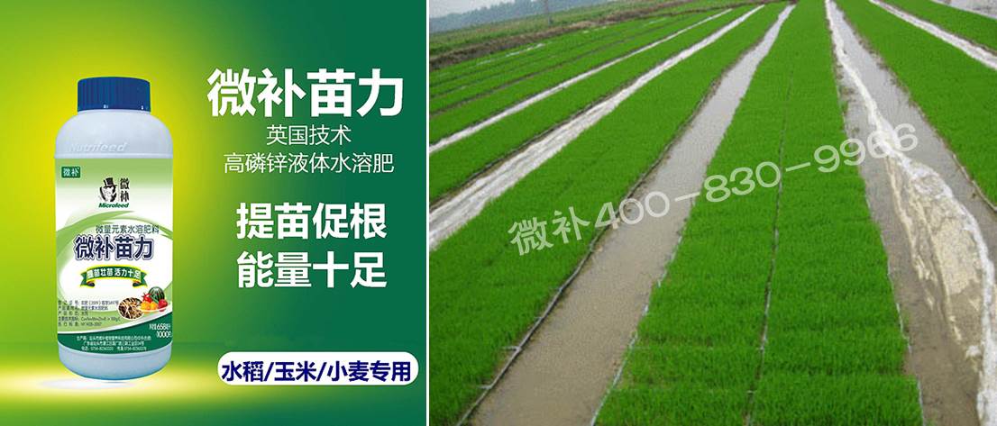 水稻黃秧、爛秧怎么辦？